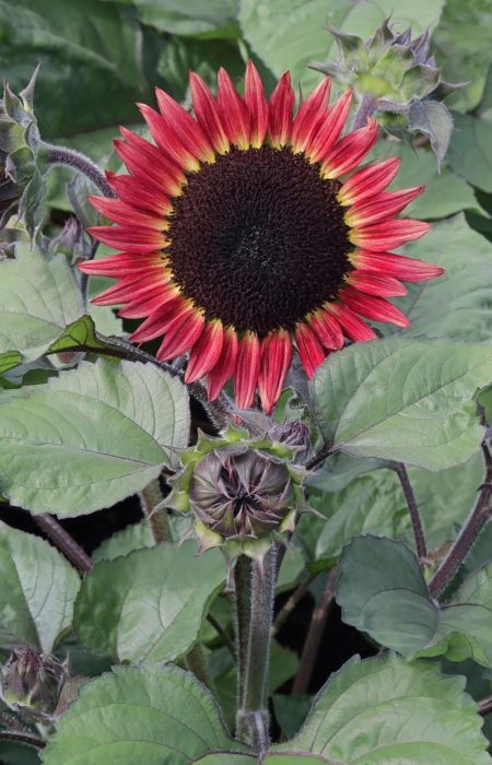 red sunflower flower seeds