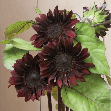 sunflowerredhedgeimportedheirloomnongmohighgerminationorganicgarden flower seeds