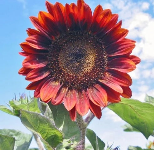 sunflowerredsunimportedheirloomnongmohighgerminationorganicgarden flower seeds