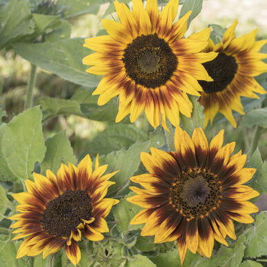 sunflowerringoffireimportedheirloomnongmohighgerminationorganicgarden flower seeds