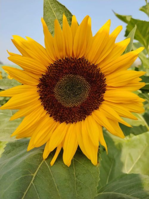sunflower sudarshan flower seeds