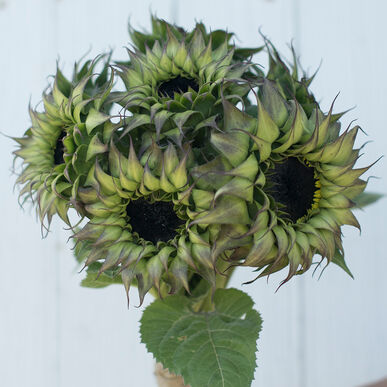 sunflowersunfillpurpleimportedheirloomnongmohighgerminationorganicgarden flower seeds