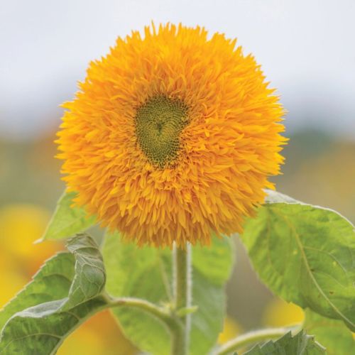 sunflowersungoldtallimportedheirloomnongmohighgerminationorganicgarden flower seeds