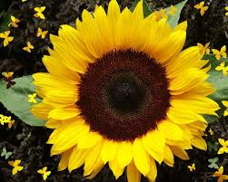 sunflowersunspotimportedheirloomnongmohighgerminationorganicgarden flower seeds