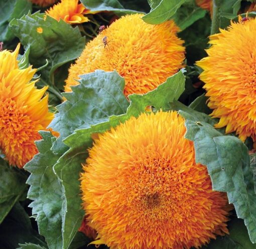 sunflower teddy flower seeds