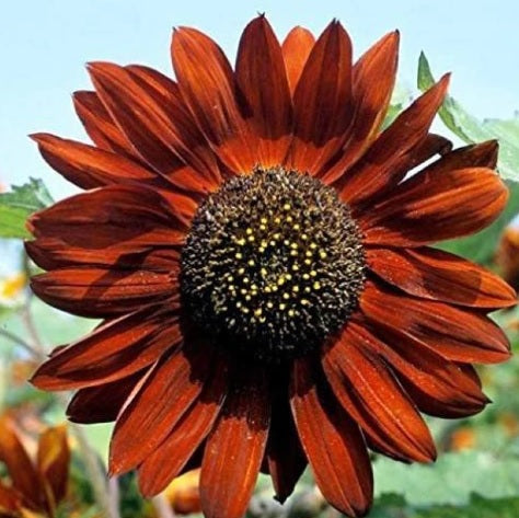 sunflower velvet flower seeds