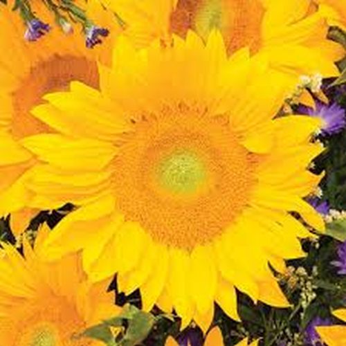 sunflowervincentfreshimportedheirloomnongmohighgerminationorganicgarden flower seeds