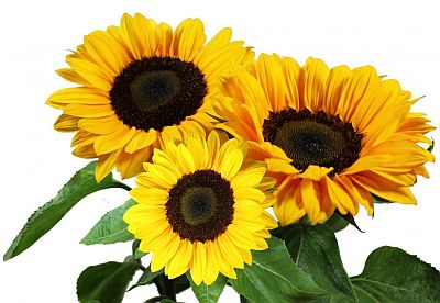 sunflower vincent flower seeds