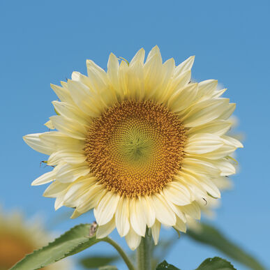 sunflowerwhitelitefimportedheirloomnongmohighgerminationorganicgarden flower seeds