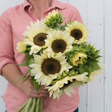 sunflowerwhitenitefimportedheirloomnongmohighgerminationorganicgarden flower seeds