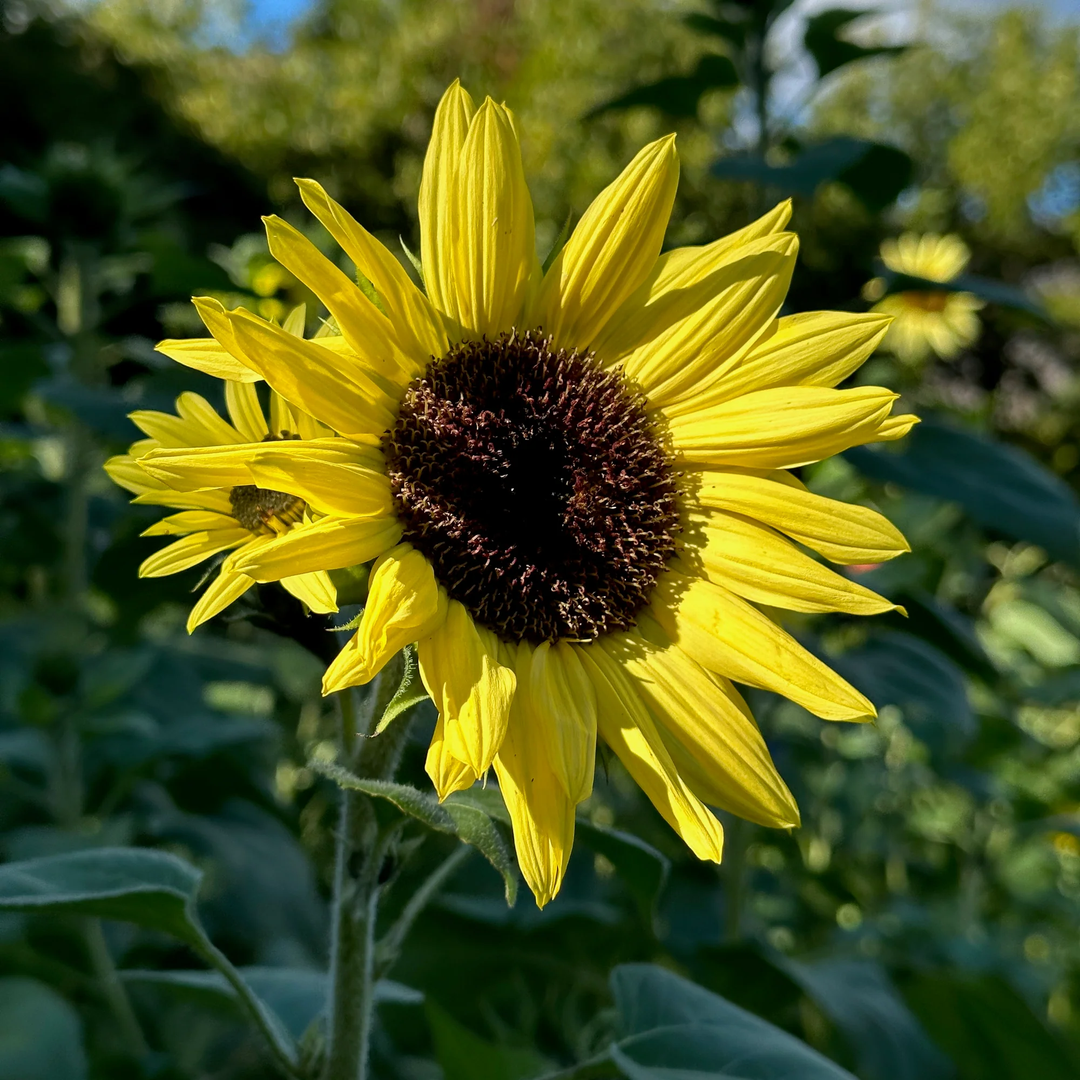 sunflower opera flower seeds