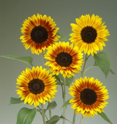 sunflowerziggyfimportedheirloomnongmohighgerminationorganicgarden flower seeds