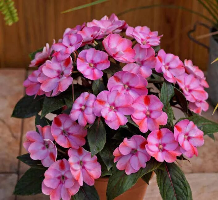 Pink Red Impatiens Flower Seeds – Heirloom Non-GMO High Germination Organic Garden Seeds for Planting