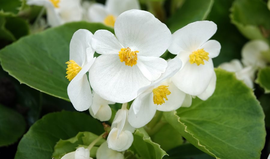 Giant White Begonia Flower Seeds – Heirloom Non-GMO High Germination Seeds