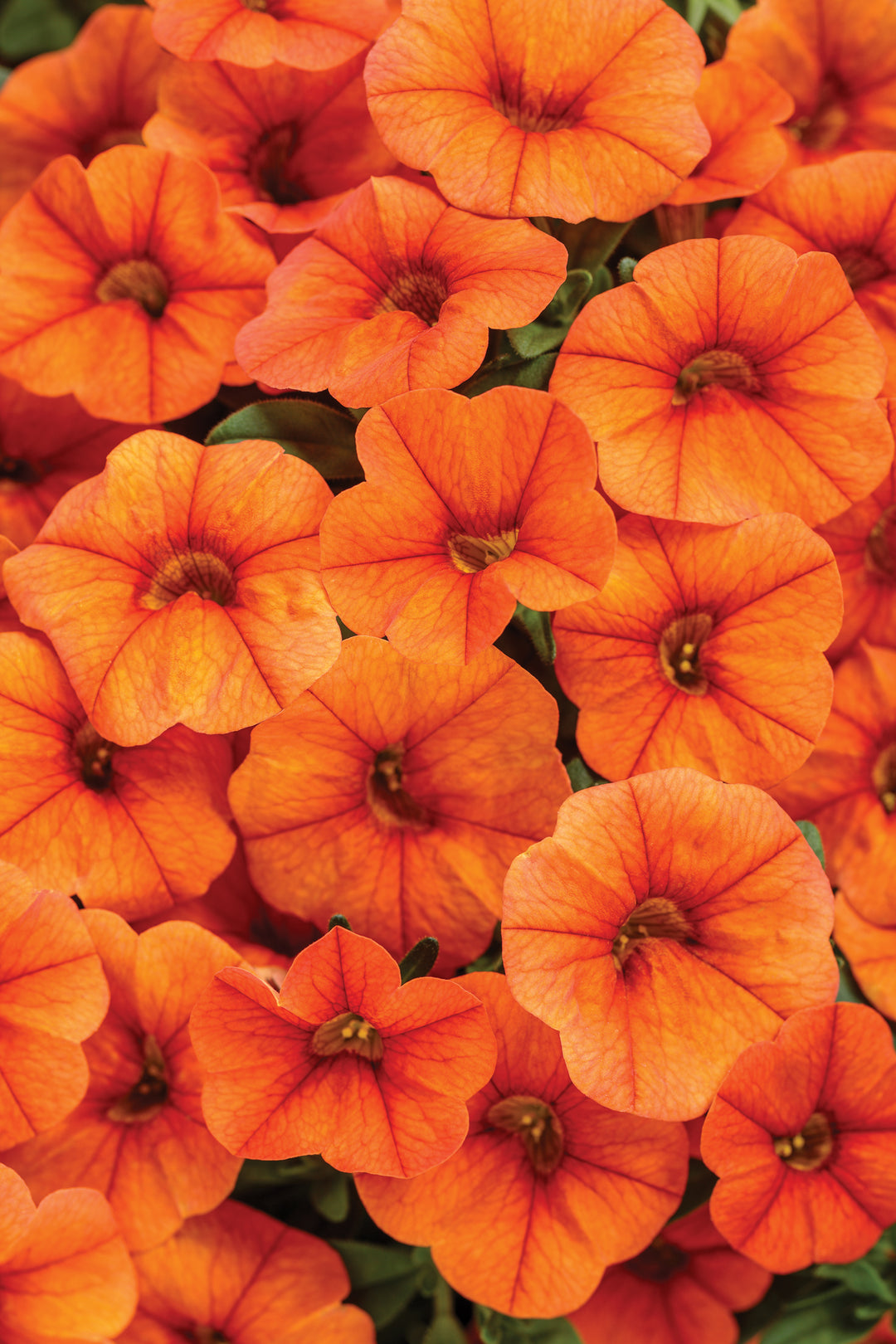 Giant Petunia Flower Seeds Orange – Heirloom, Non-GMO, High Germination Seeds