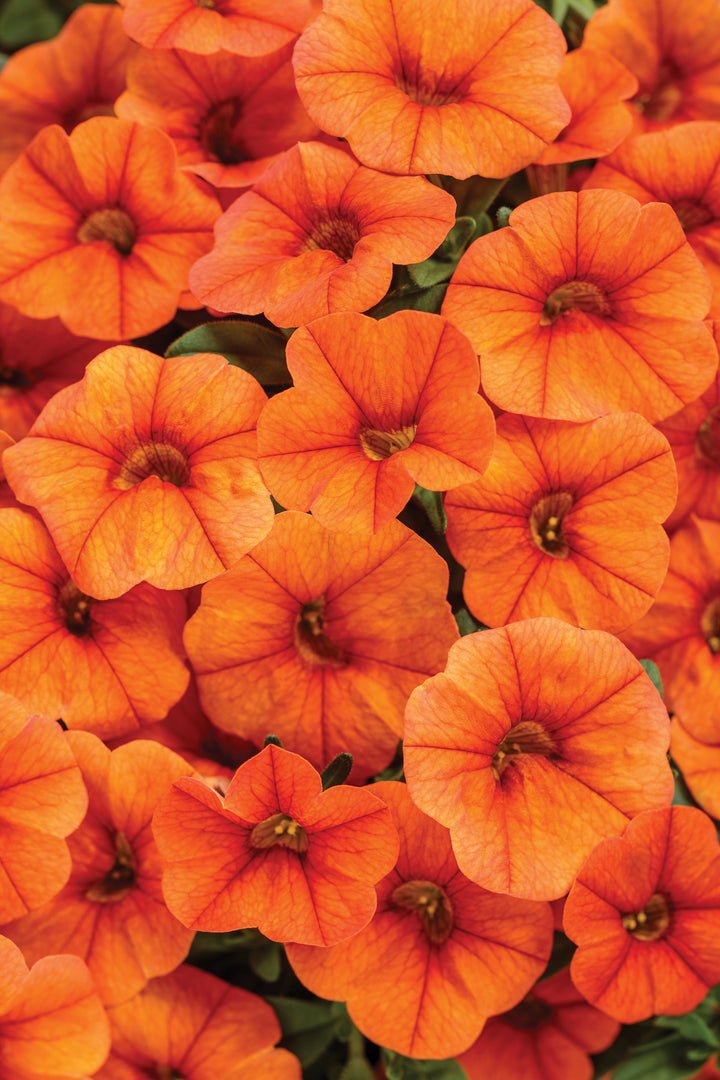 Giant Petunia Flower Seeds Orange – Heirloom, Non-GMO, High Germination Seeds