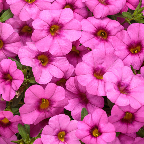Pink Calibrachoa Flower Seeds – Heirloom, Non-GMO, High Germination, Organic Garden Seeds
