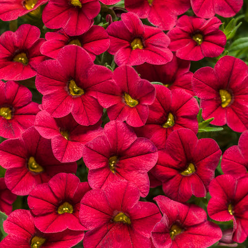 Calibrachoa Flower Seeds Red – Heirloom, Non-GMO, High Germination, Organic Garden Seeds