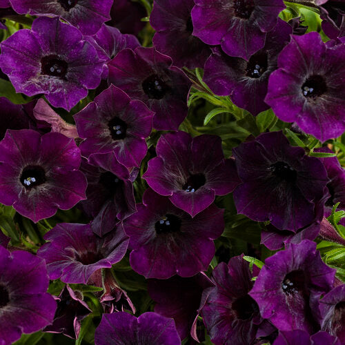Dark Purple Petunia Flower Seeds for Planting Heirloom Non-GMO High Germination Organic Garden Seeds