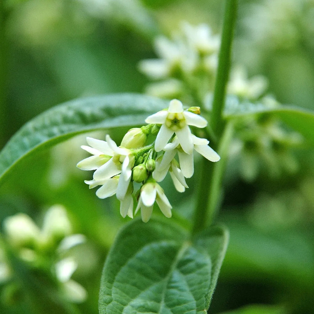Swallow Root herb seeds