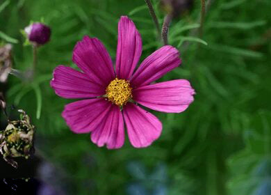 Pink Chamomile Flower Seeds Heirloom Non-GMO High Germination Organic Garden Seeds for Planting