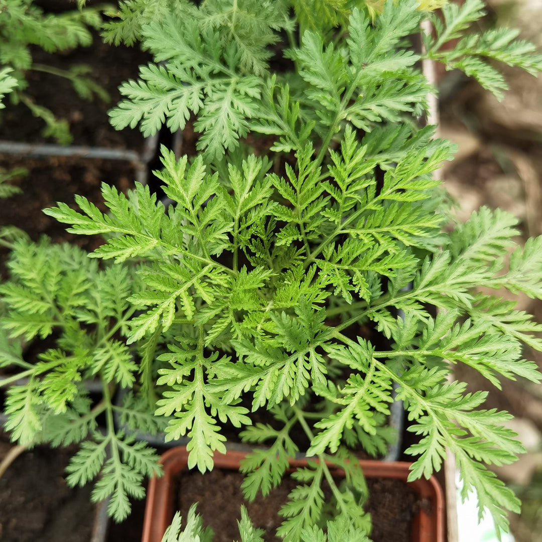 Sweet Annie herb seeds
