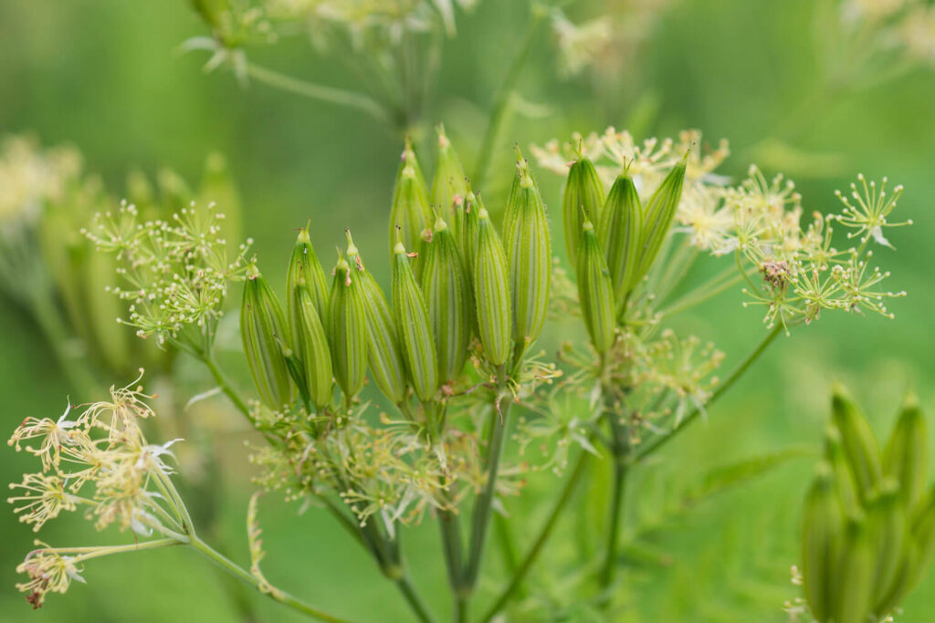 Green Cicely herb seeds