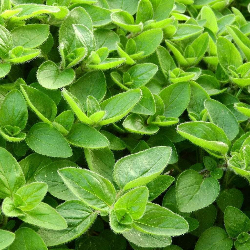 Sweet Marjoram herb seeds