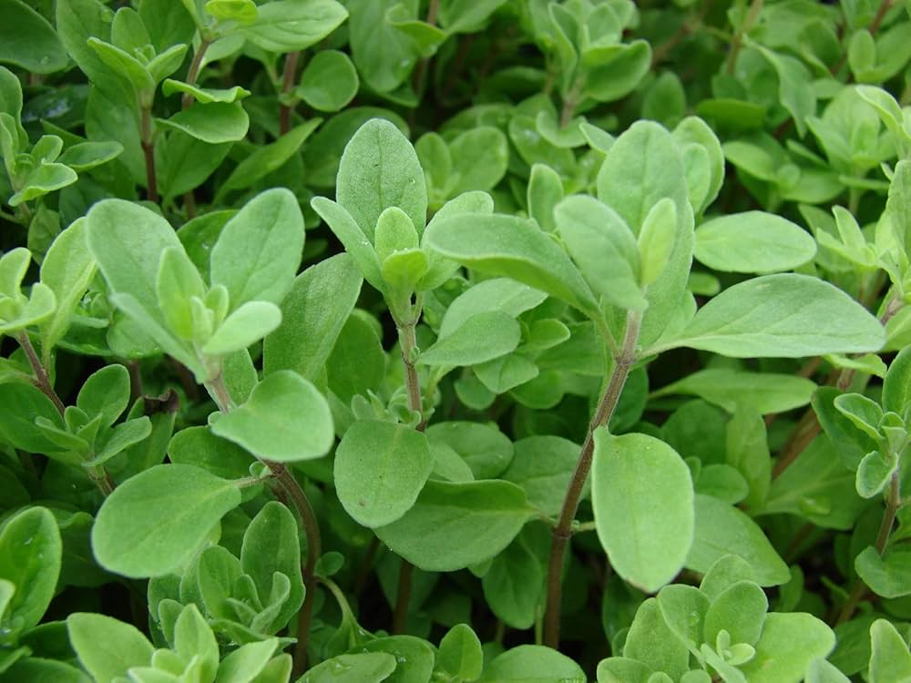 Marjoram For herb seeds