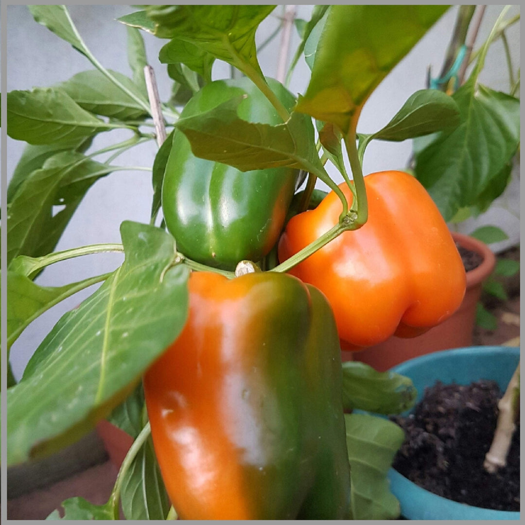 orange sweet flower seeds