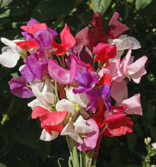 sweet pea flower seeds