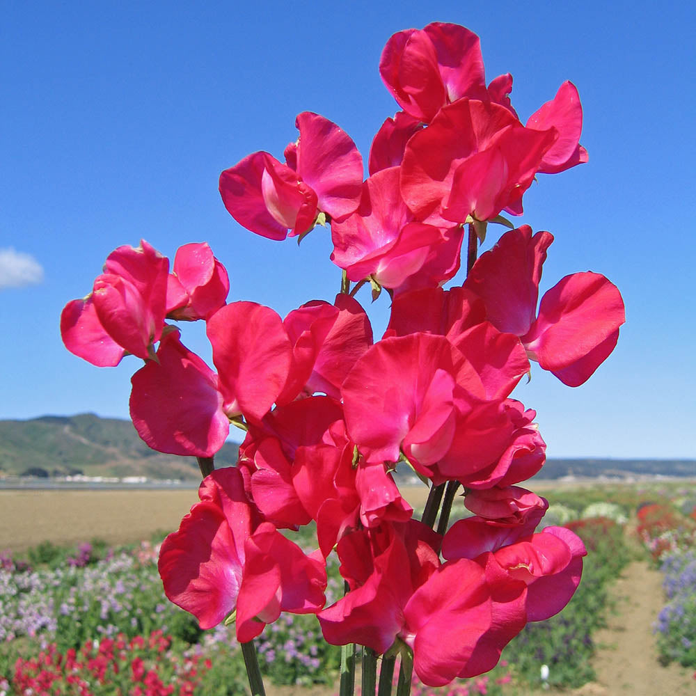 red sweet flower seeds