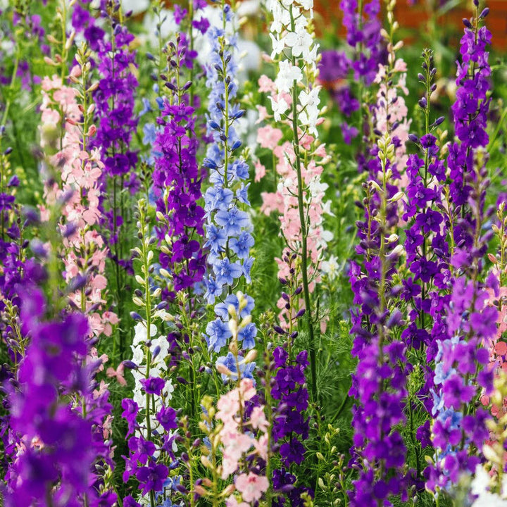 Mixed Larkspur Flower Seeds – Heirloom Non-GMO High Germination Seeds