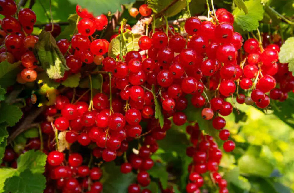 Grosella Fruit Seeds Red – Heirloom, Non-GMO, High Germination Seeds