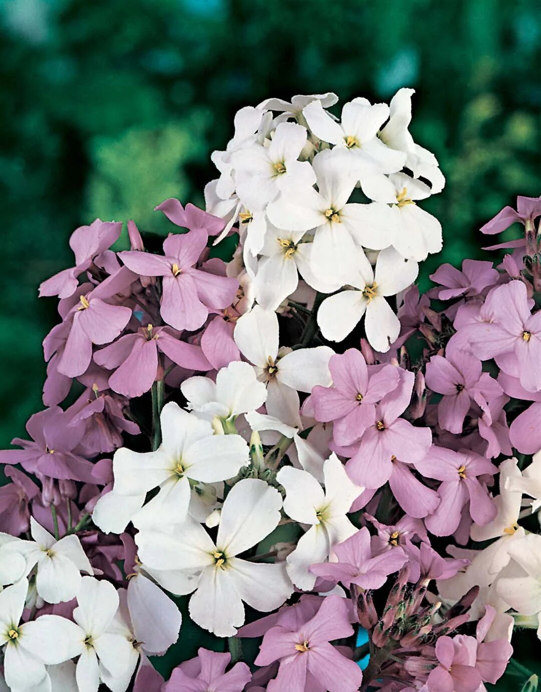 Mixed Color Hesperis Matronalis Flower Seeds – Heirloom, Non-GMO Seeds