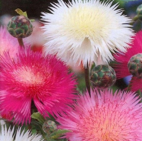 sweet sultan flower seeds