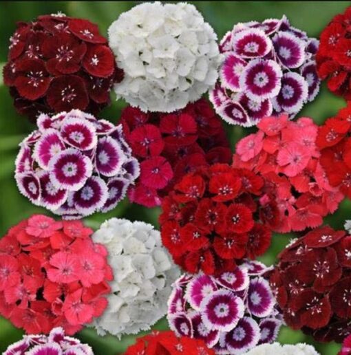 sweet william flower seeds