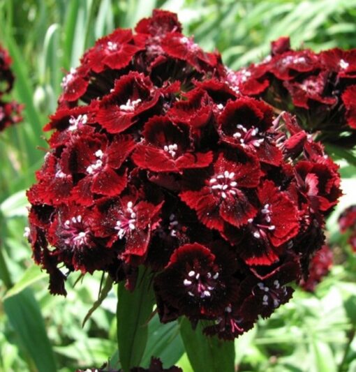 sweetwilliamblackprinceopenpollinatedheirloomnongmohighgerminationorganicgarden flower seeds