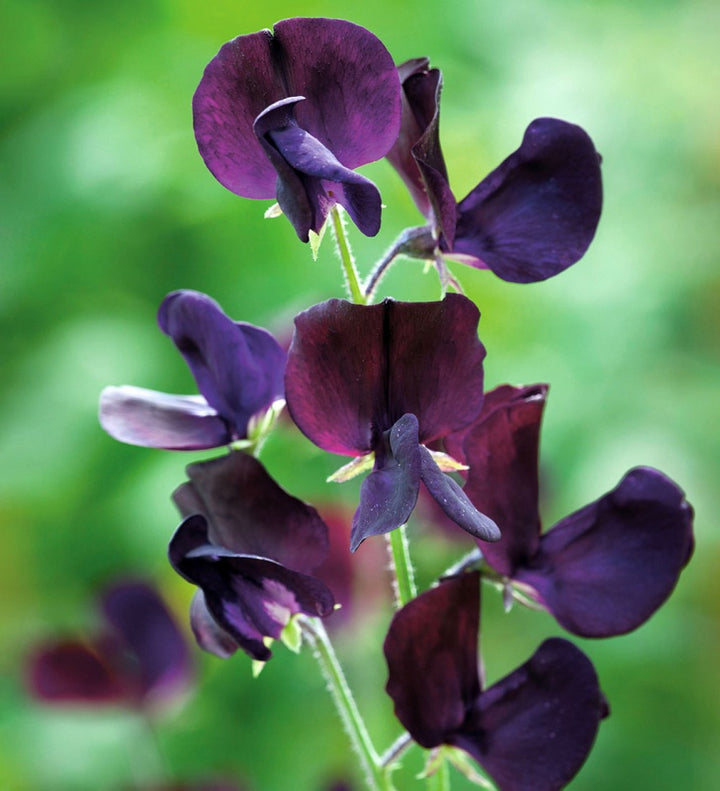 Lathyrus Black Flower Seeds – Heirloom, Non-GMO, High Germination Garden Seeds