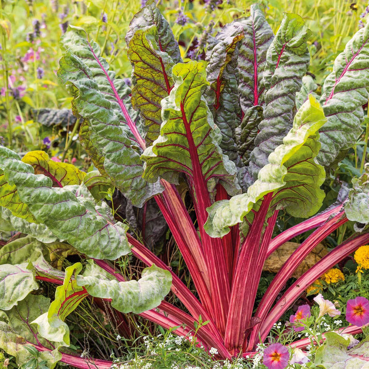 ruby stock flower seeds