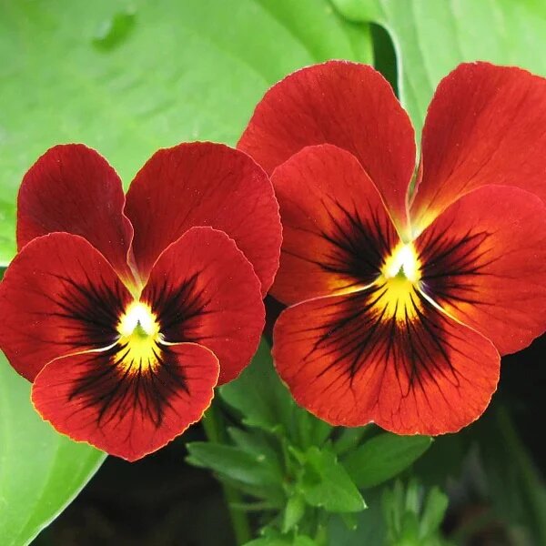 Pansy Flower Seeds Red – Heirloom, Non-GMO, High Germination Seeds
