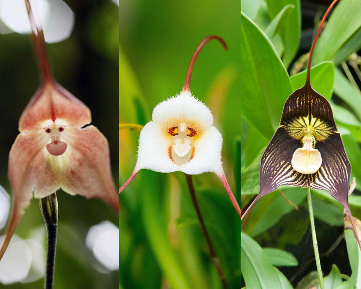 Mixed Monkey Face Orchid Flower Seeds – Heirloom, Non-GMO, High Germination Seeds