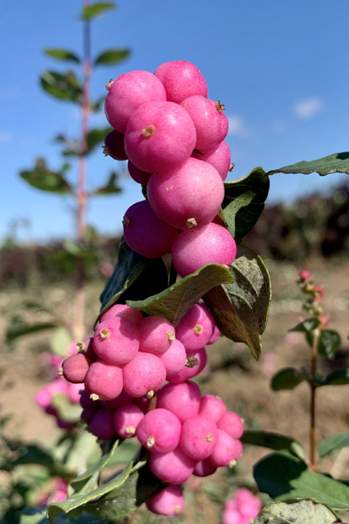 Coralberry Flower Seeds for Planting – Heirloom Non-GMO High Germination Seeds