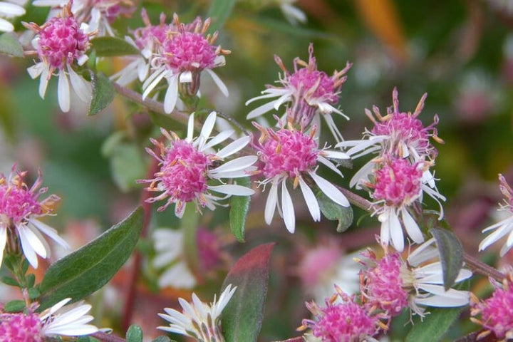 White Pink Lateriflorus Flower Seeds – Heirloom, Non-GMO, High Germination Organic Garden Seeds for Planting