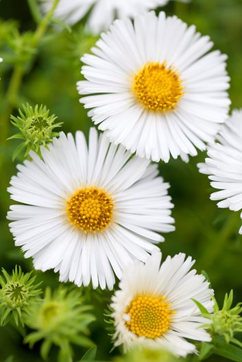 White Aster Flower Seeds for Planting – Heirloom Non-GMO High Germination Organic Seeds