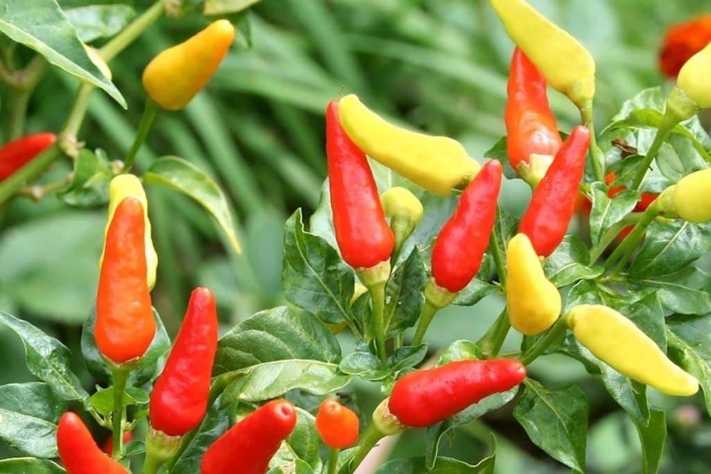 tabasco pepper flower seeds