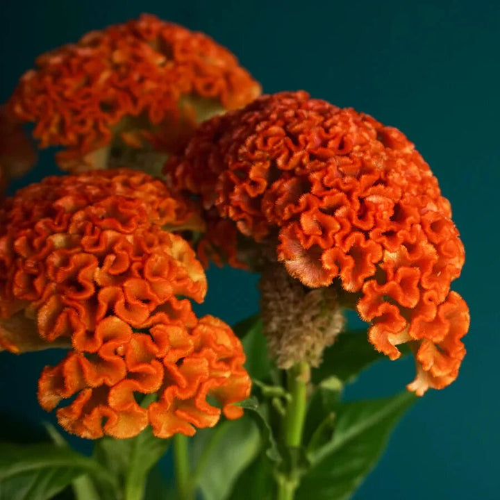 Orange Celosia Flower Seeds for Planting – Heirloom Non-GMO High Germination Seeds