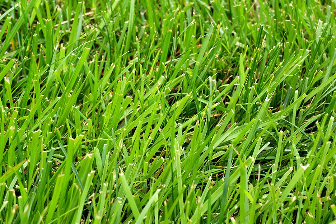 Clumping Fescue herb seeds