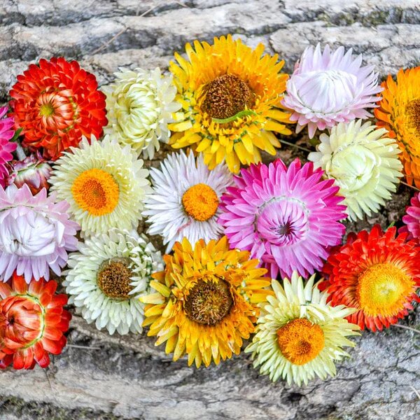 Mixed Strawflower Seeds – Heirloom, Non-GMO, High Germination Seeds