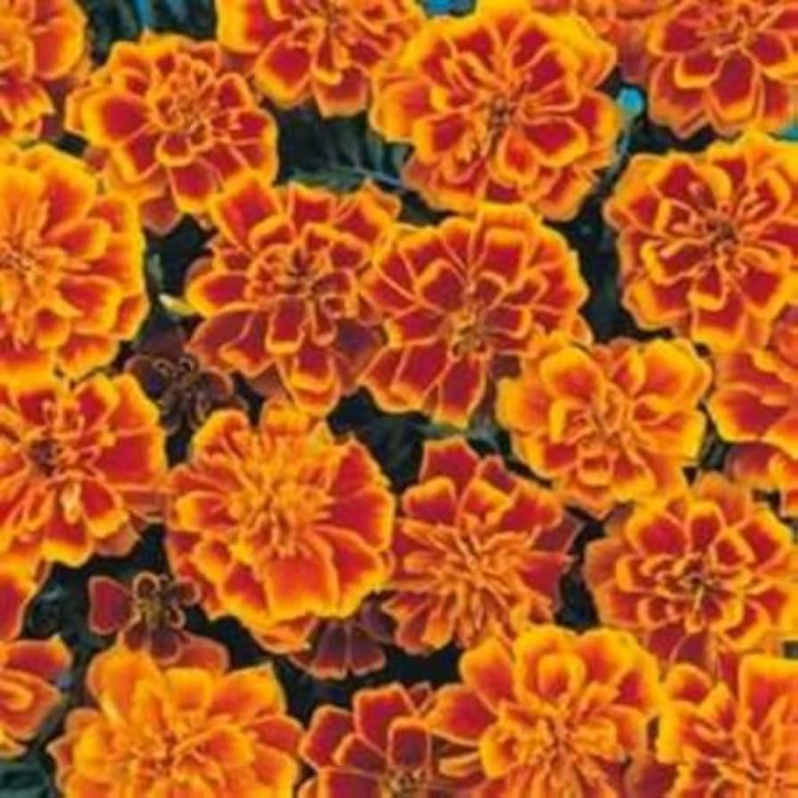 tall multicolor flower seeds